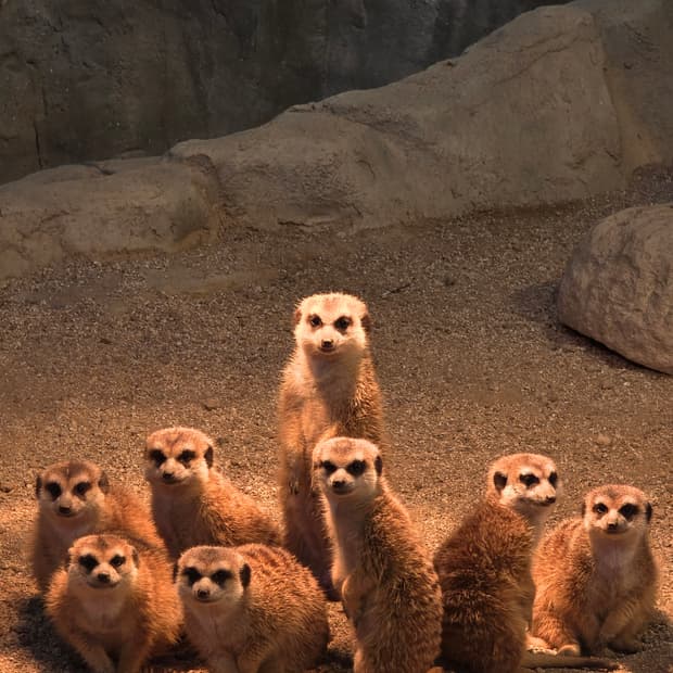 베이비플로랄링 us4 사이즈 구합니다