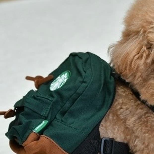 스타벅스 반려견 백팩