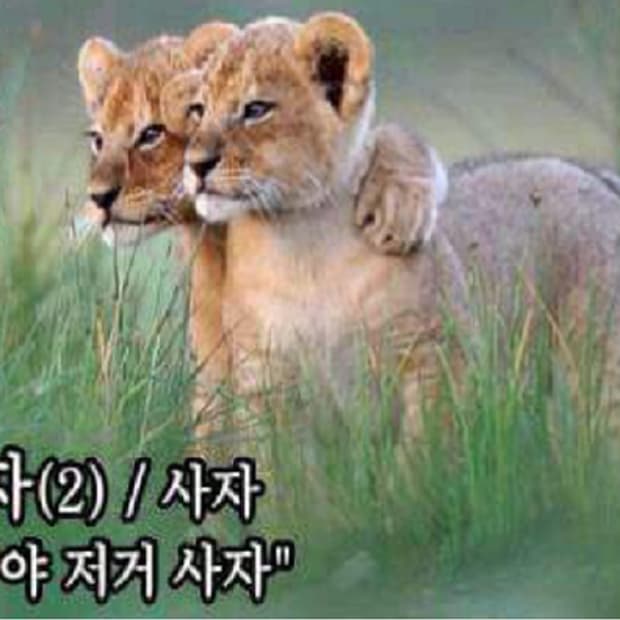 10/2(목) 까지 전상품 배송비 포함 가격+🔥에눌제의 까지