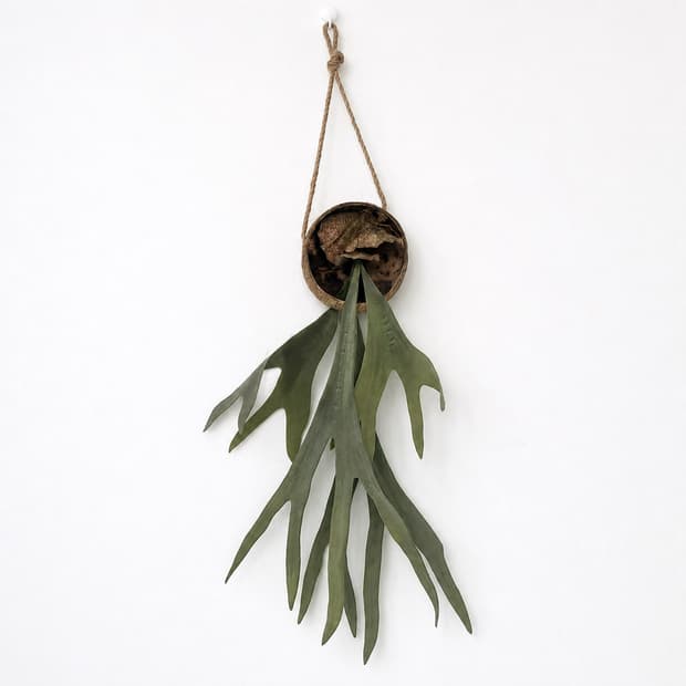 Staghorn Fun Hanging Plant (조화)