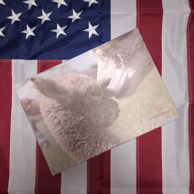 박스 택 새제품 100% 베이비 알파카 머플러