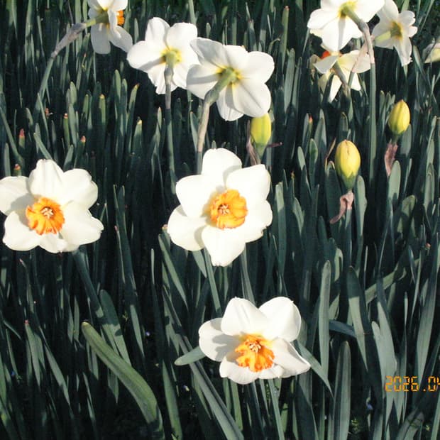 작례 O) Kyocera finecam sl300r 교세라 빈티지 디카