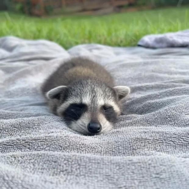 설 맞이 기간 한정 파격 할인 공지