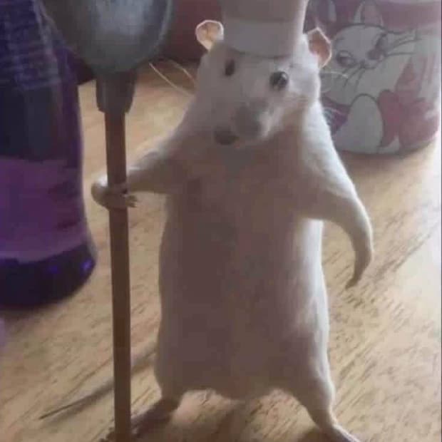 발렌시아가 스킨캣 xl 삽니다