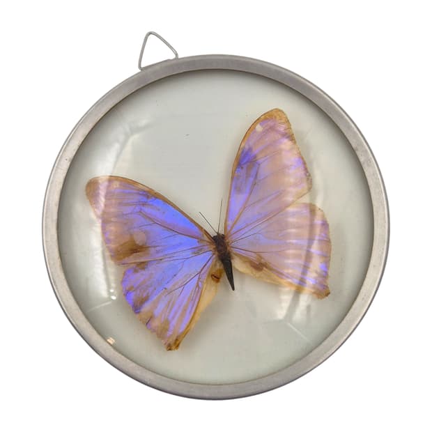 70s 브라질 모르포 빅 나비 글라스 반구 벽걸이