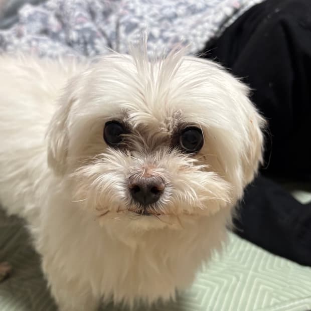 cp컴퍼니 맨투맨 블랙 2xl랑 교환하실분