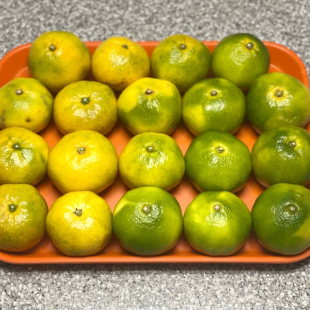 빔즈재팬 치노팬츠 2턱 네이비 사이즈 XL