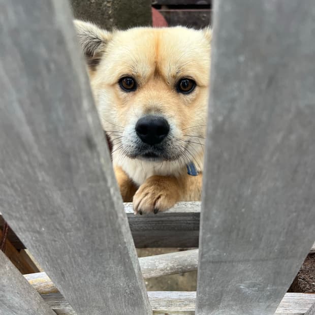 판매완료~배드블러드 미스틱 캡슐 2way 커브드 조거 트라우져 블랙/레드