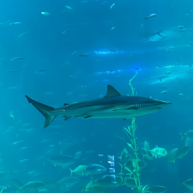 알파인더스트리 리메이크 크롭봄버 S