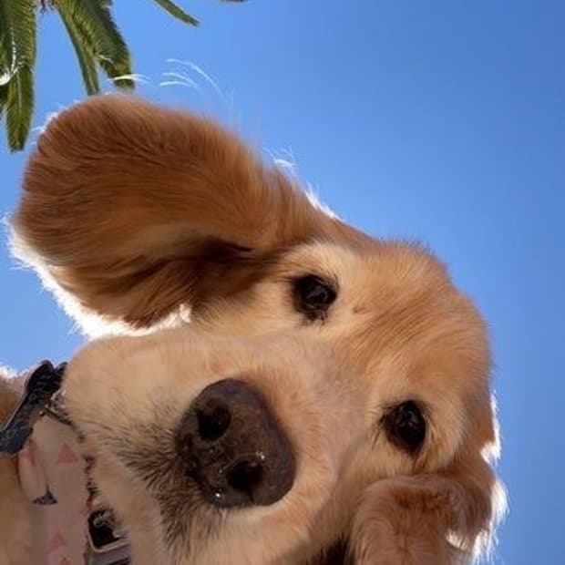 플리즈웅니카결창