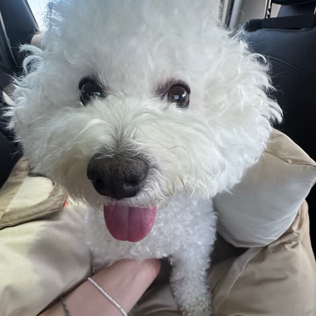 강아지 자랑
