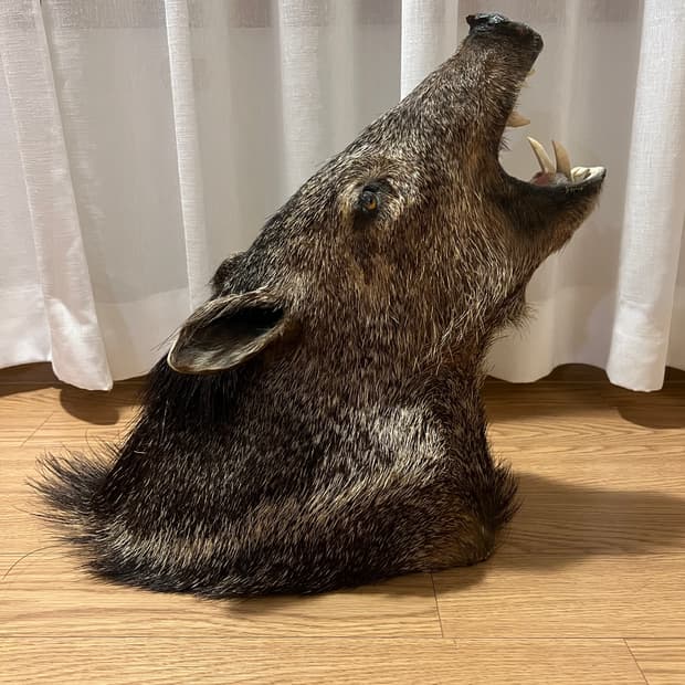 Javelina 숄더마운트 박제 헌팅트로피2