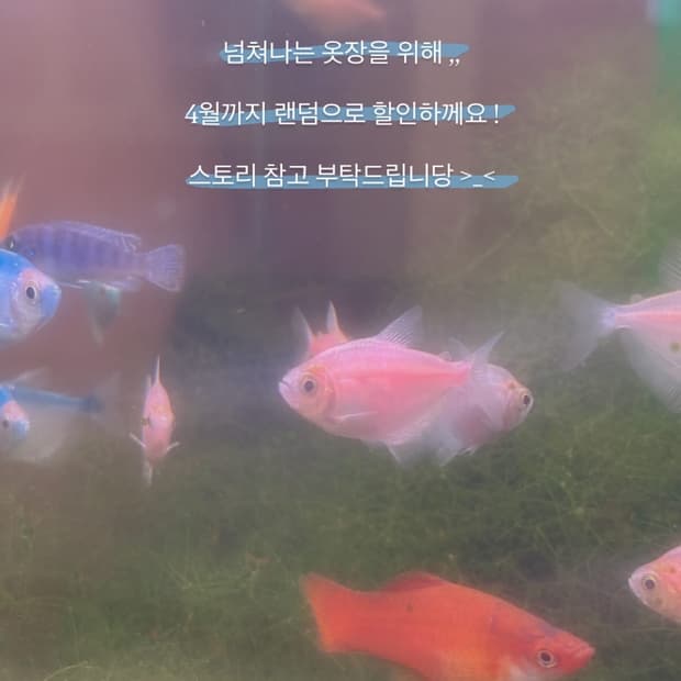 일본 빈티지 할인 공지 모리 모리걸 아오이유우 하구미 히피 에스닉 표