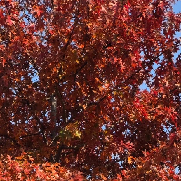 Julysix 님 결제창