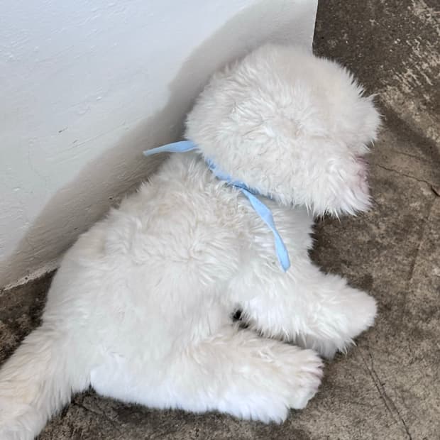 비비안웨스트우드 목걸이 블랙 펄 초커 비즈초커 목걸이