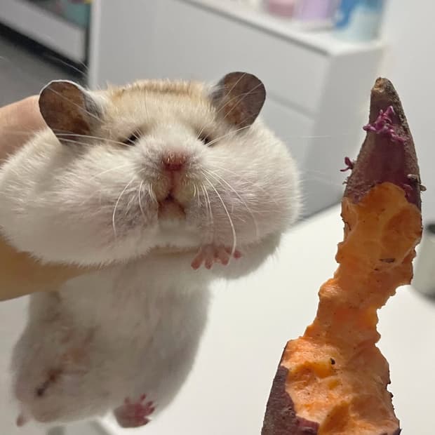 연락창