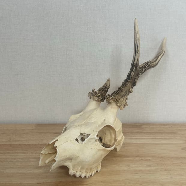 Old roe deer