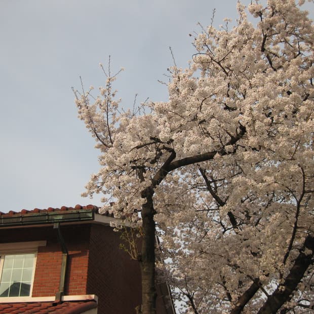 [풀박스/A급] 캐논 익시 Canon IXY 25is