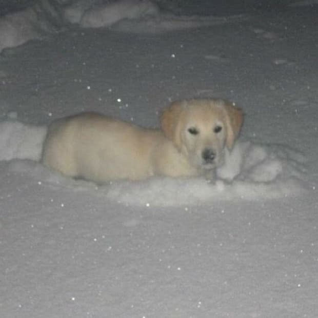 리코 ricoh cx2 빈티지 디카