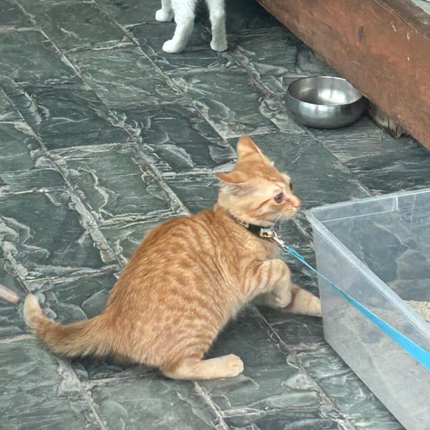 쓰리타임즈 볼레로 검정