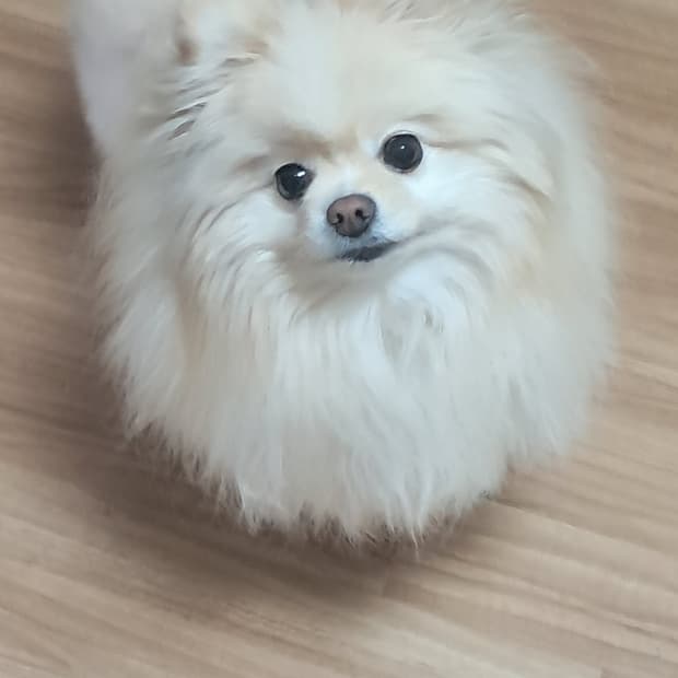 토종 국내산 사자