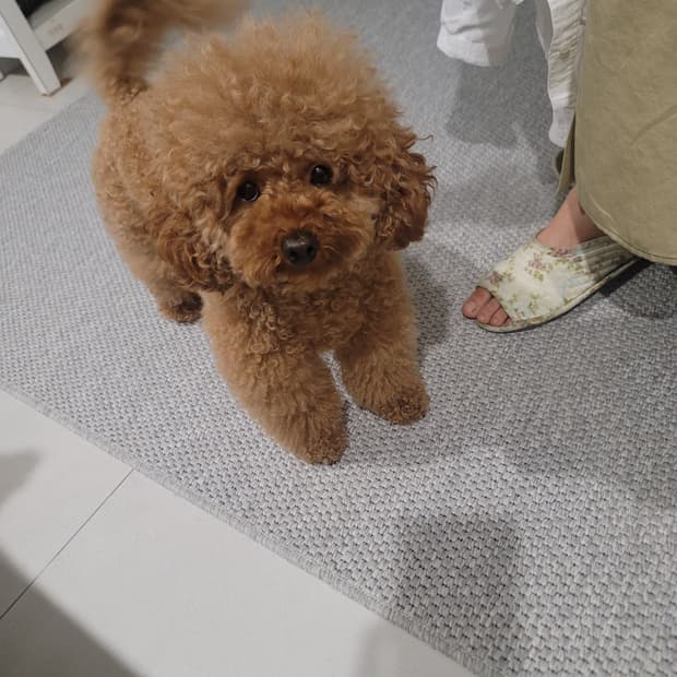강아지 팝니다