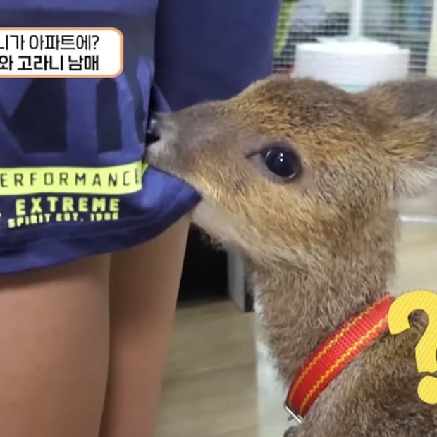 ❄️겨울❄️ 대장 모리걸 랜박 1명 선착! 일본빈티지