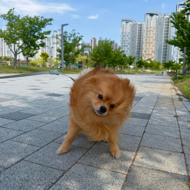 베스티