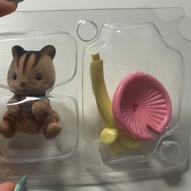 실바니안 블라인드백 다람쥐