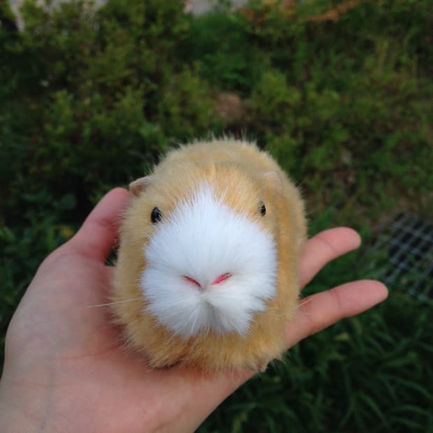 기니피그 모형 🌷