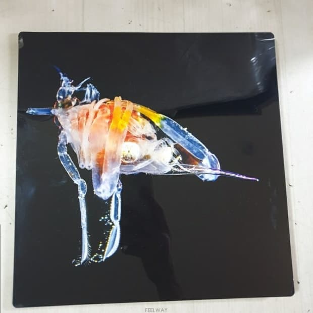심해의 신비로움 입주영리옆새우(Phronima) 영화 에일리언으 모티브 