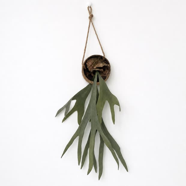 Staghorn Fun Hanging Plant (조화)
