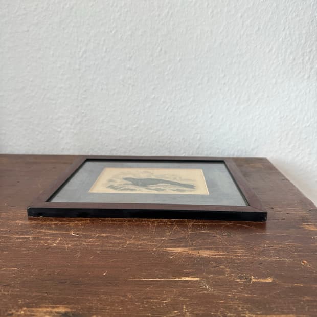 독일)빈티지 물개 액자