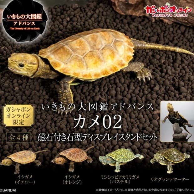 반다이 생물대도감 어드밴스 거북02 붉은귀거북 파스텔