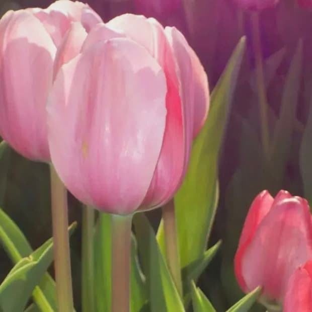 작례0) 코닥 이지쉐어 c643