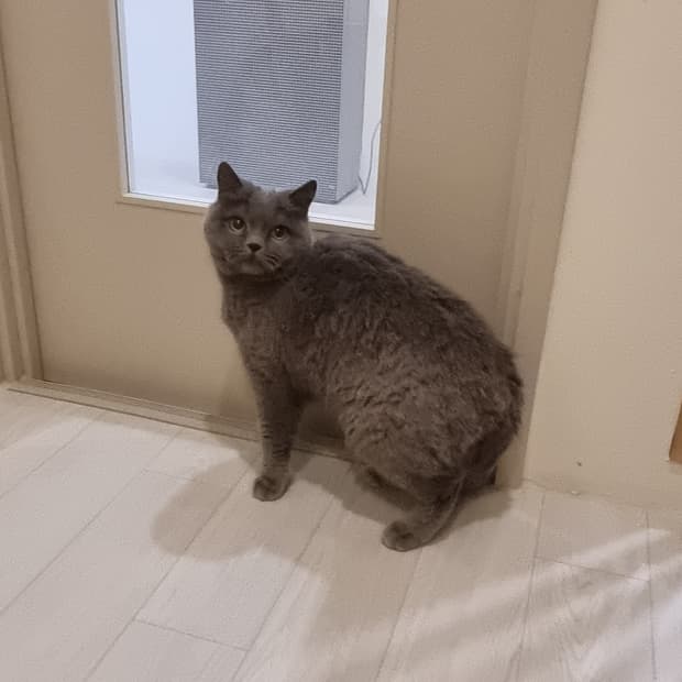 몬치치 여러마리 결제탕