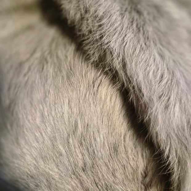 천연 렉스 목도리