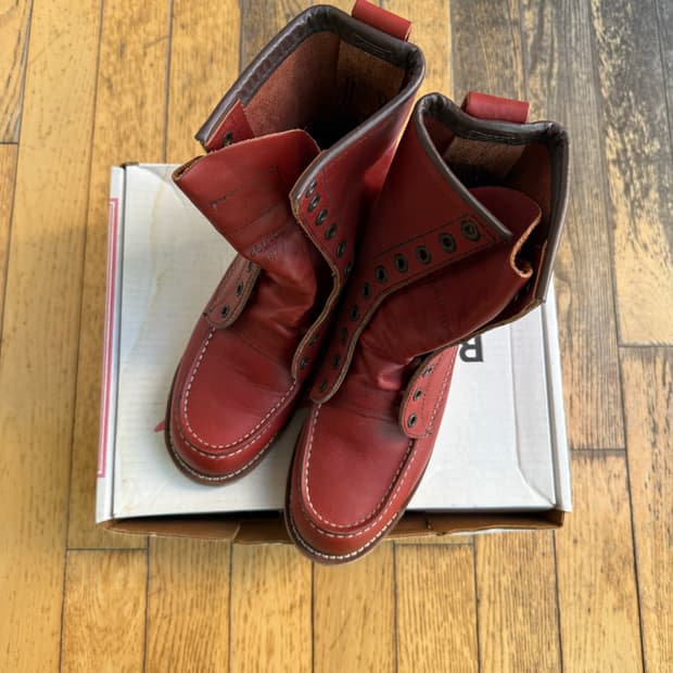 레드윙 아이리쉬세터