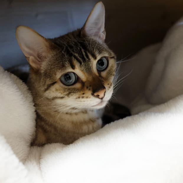 001. 반려동물 오색 실반지