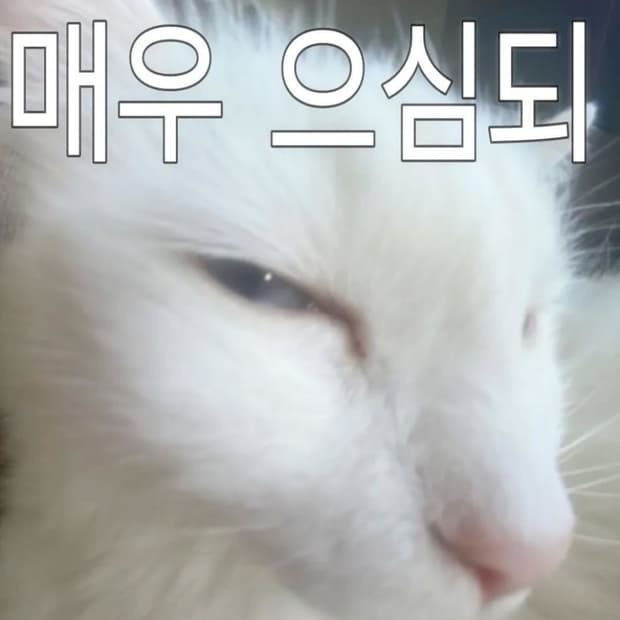 미야옹