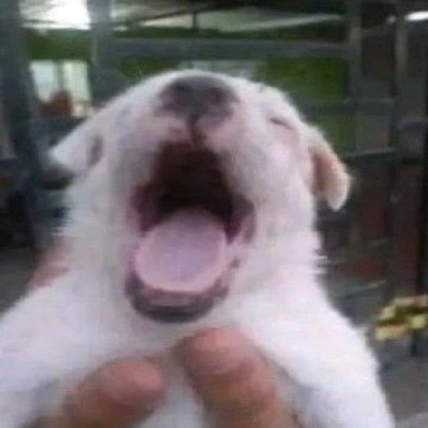 구매글