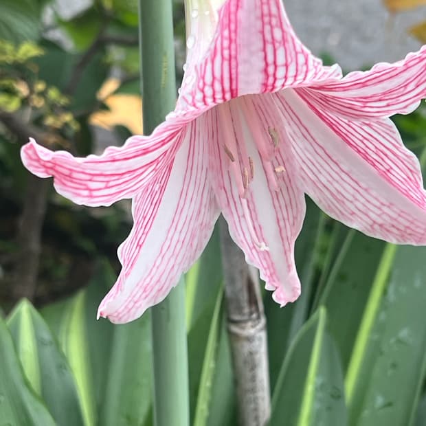 Lupang0725 결제창