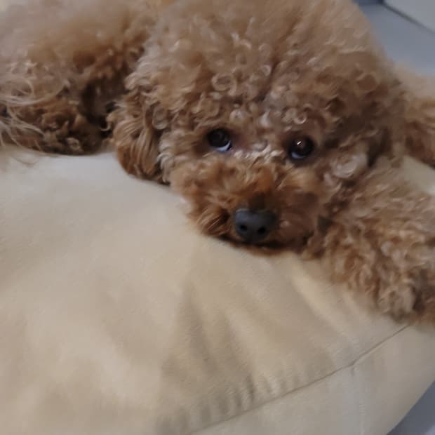 강아지