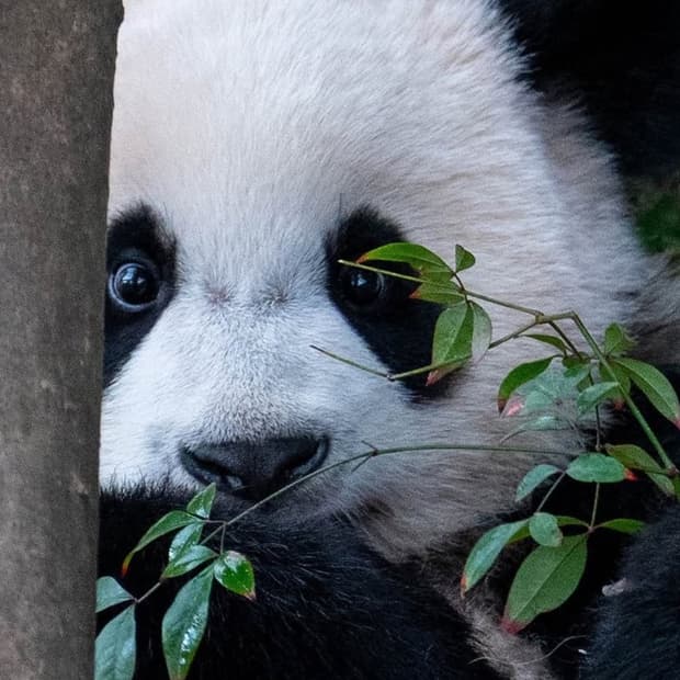 크롬하츠 대거 로퍼