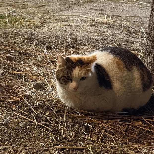 크롬하츠 클리토리얼