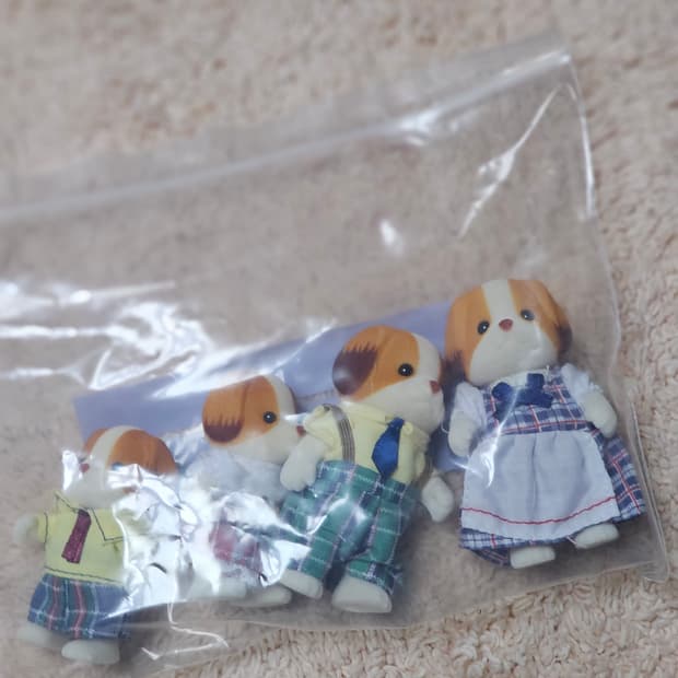 실바니안 시폰독 판매합니다