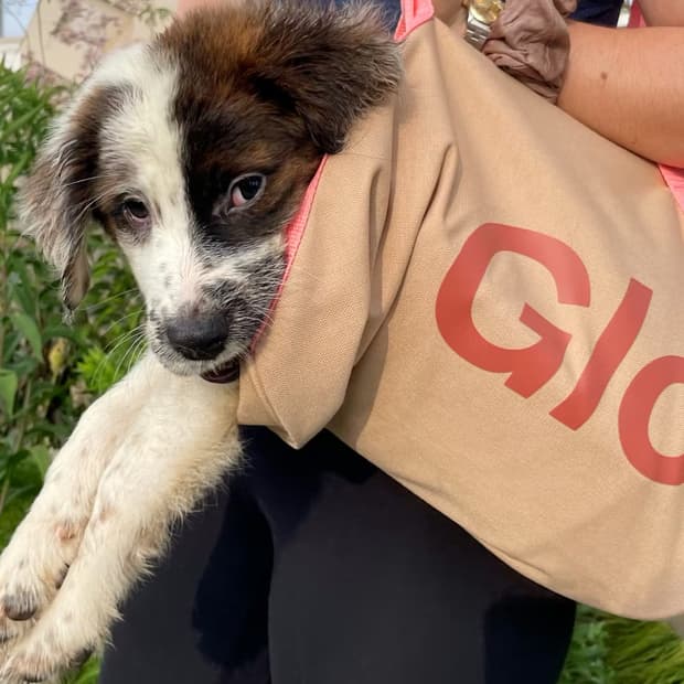 미개봉 정품 glossier 글로시에 더플백 데저트 로즈 컬러 가방