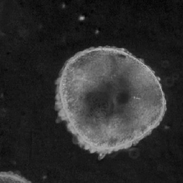 Pukawai 님 개인결제창