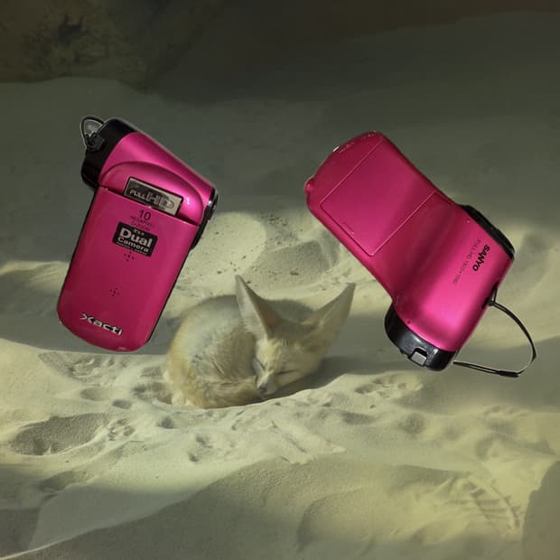 작례_ 산요 Sanyo cacti CG20 pink