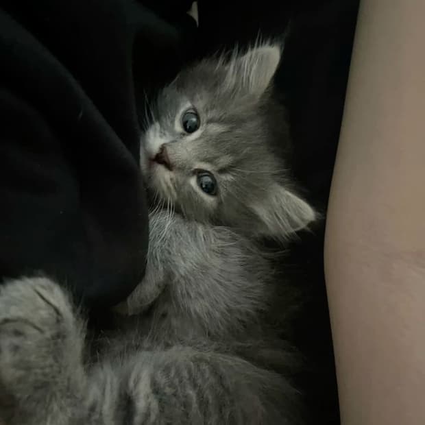 개인 결제창 비엔프롬 원피스